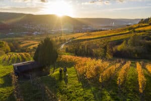 Ein Paar beim Spazierengehen in den Weinbergen von Bürgstadt