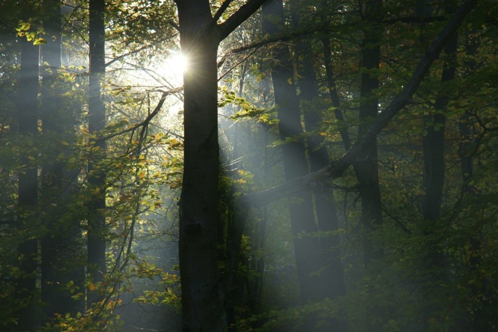 Die tiefstehende Sonne zaubert geheimnisvolles Licht zwischen den Bäumen im Wald