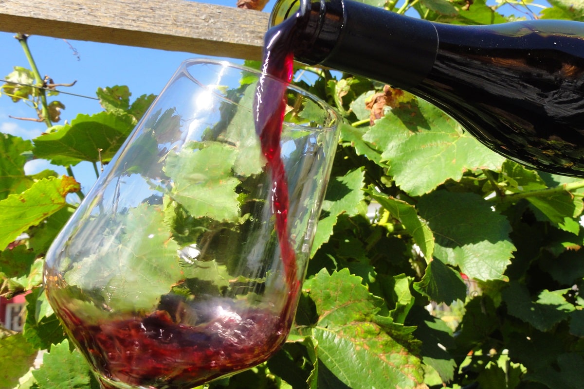 Bürgstadter Spätburgunder wird zwischen Reben im Weinberg in ein Weinglas eingeschenkt