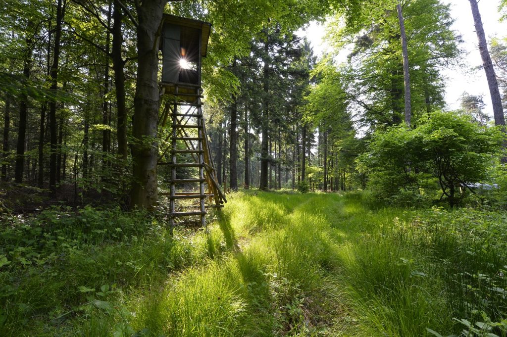 Hochsitz im Wald