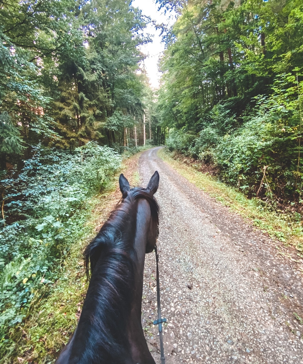 Blick vom Pferderücken über Kopf und Hals des Pferdes über geschotterten Waldweg in DREI AM MAIN