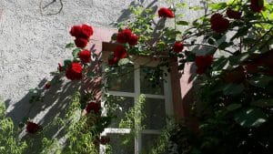 Ferienwohnung Annette Faust in Miltenberg - Rosen am Haus und Fenster