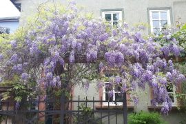 Ferienwohnung Annette Faust in Miltenberg - Blauregen vor dem Haus