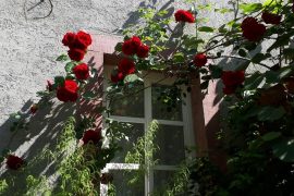 Ferienwohnung Annette Faust in Miltenberg - Rosen am Haus und Fenster