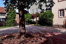 Ferienwohnung Annette Faust in Miltenberg - Kastanie und Rosen vor dem Haus
