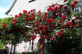 Ferienwohnung Annette Faust in Miltenberg - Rosen am Haus