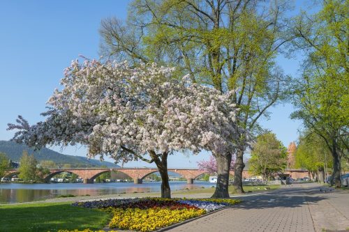 Panorama Mainanlage im Frühling_Tom River Phtography
