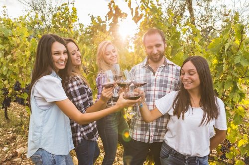 Junge Menschen stehen in einem Weinberg und stoßen mit gefüllten Weingläsern an.