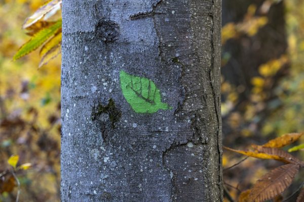 Markierung für den Baumerklärpfad der 3 im Wald bei Miltenberg